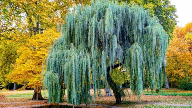 What kind of tree would you be if you were a one, and why?