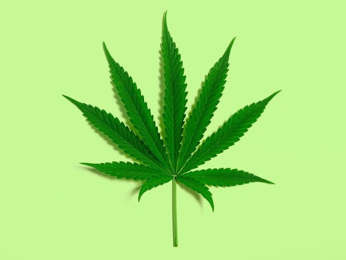 Do you smok marijuana?