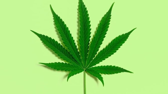 Do you smok marijuana?