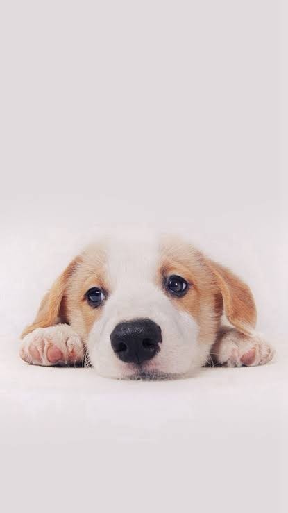 Am I only the one that hates faking loving animals?