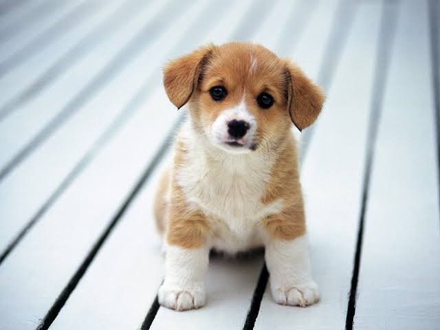 Am I only the one that hates faking loving animals?
