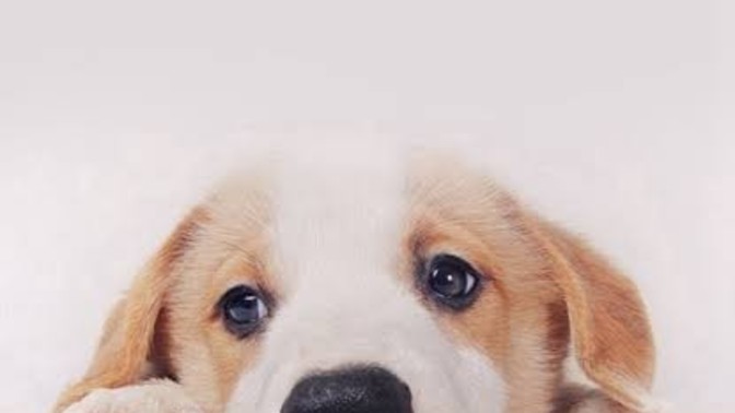 Am I only the one that hates faking loving animals?