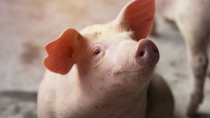 Is it unethical to eat pigs?