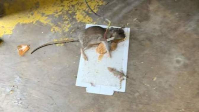 Is a big grocery store having a dead rat inside its store or restaurant having a mice and roaches a dealbreaker for you to shop or eat there?