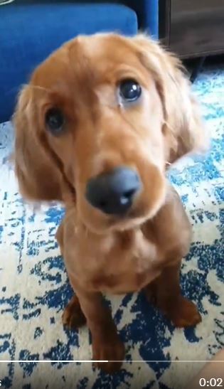 Can you tell me what type of dog this is?