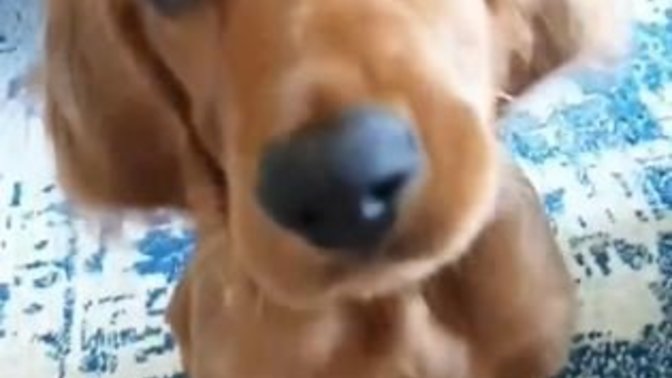 Can you tell me what type of dog this is?