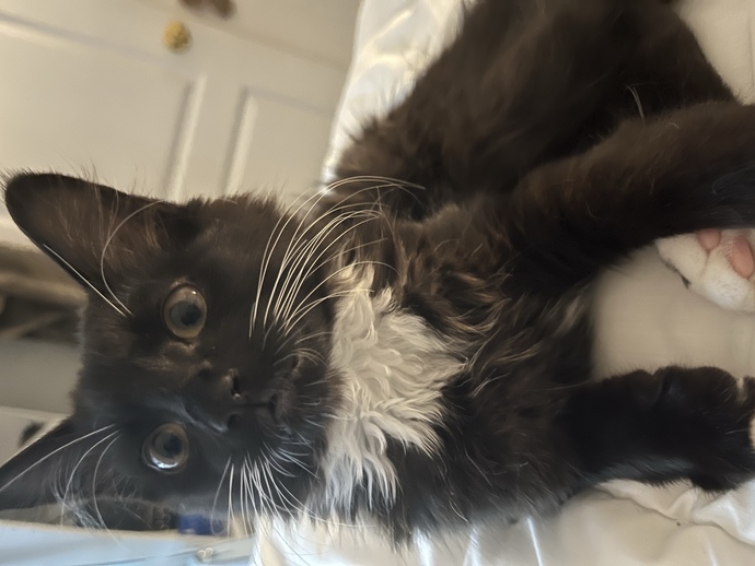 What breed do you think is my cat?