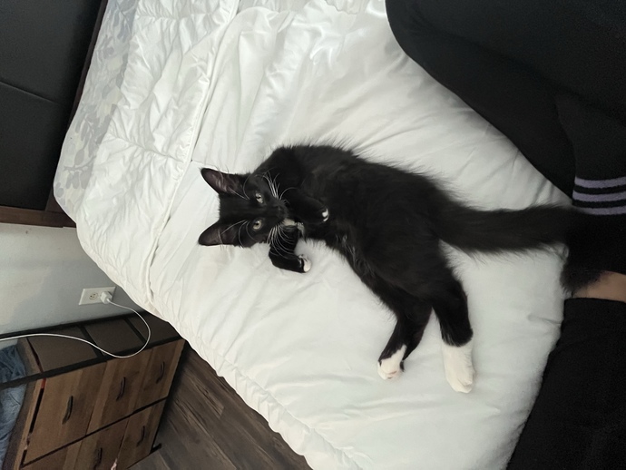 What breed do you think is my cat?