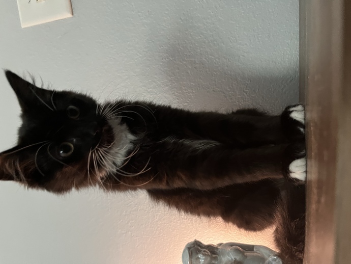 What breed do you think is my cat?