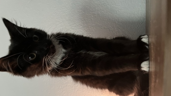 What breed do you think is my cat?