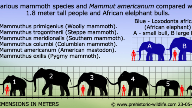 Did you know that Woolly mammoths were around the same size as the modern African Elephant?
