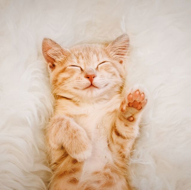 Do you hate kittens?