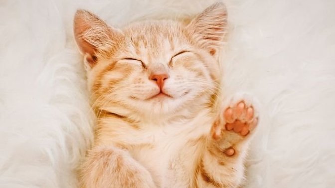 Do you hate kittens?