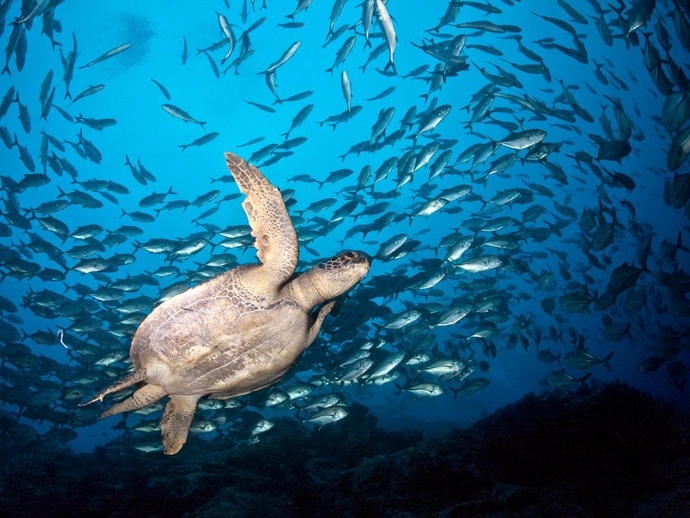 Would you rather have enough water for the entire planet but make ocean life suffer or leave the ocean life alone but not have enough water for us?