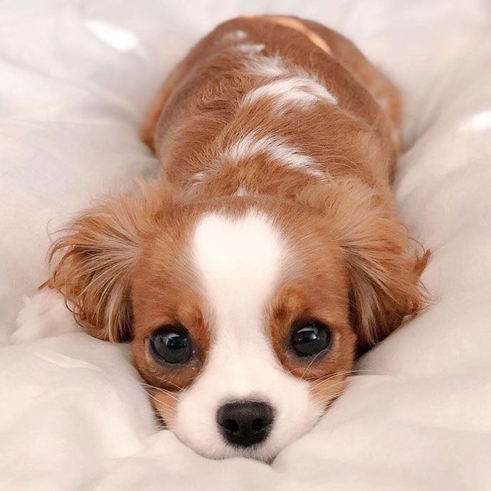 Do you think puppy’s are ugly?