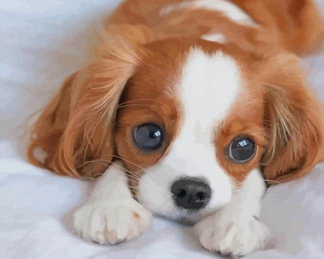 Do you think puppy’s are ugly?