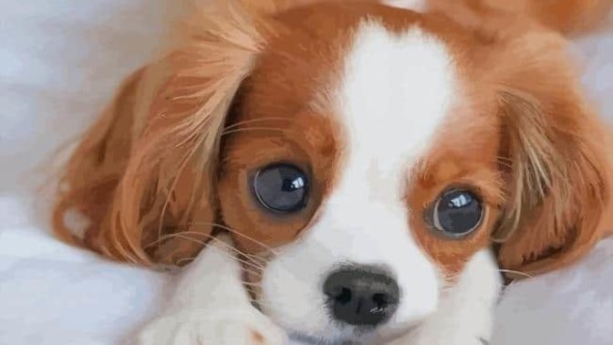 Do you think puppy’s are ugly?