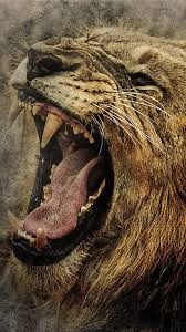 Do you think lions will go extinct in the next 100 years?