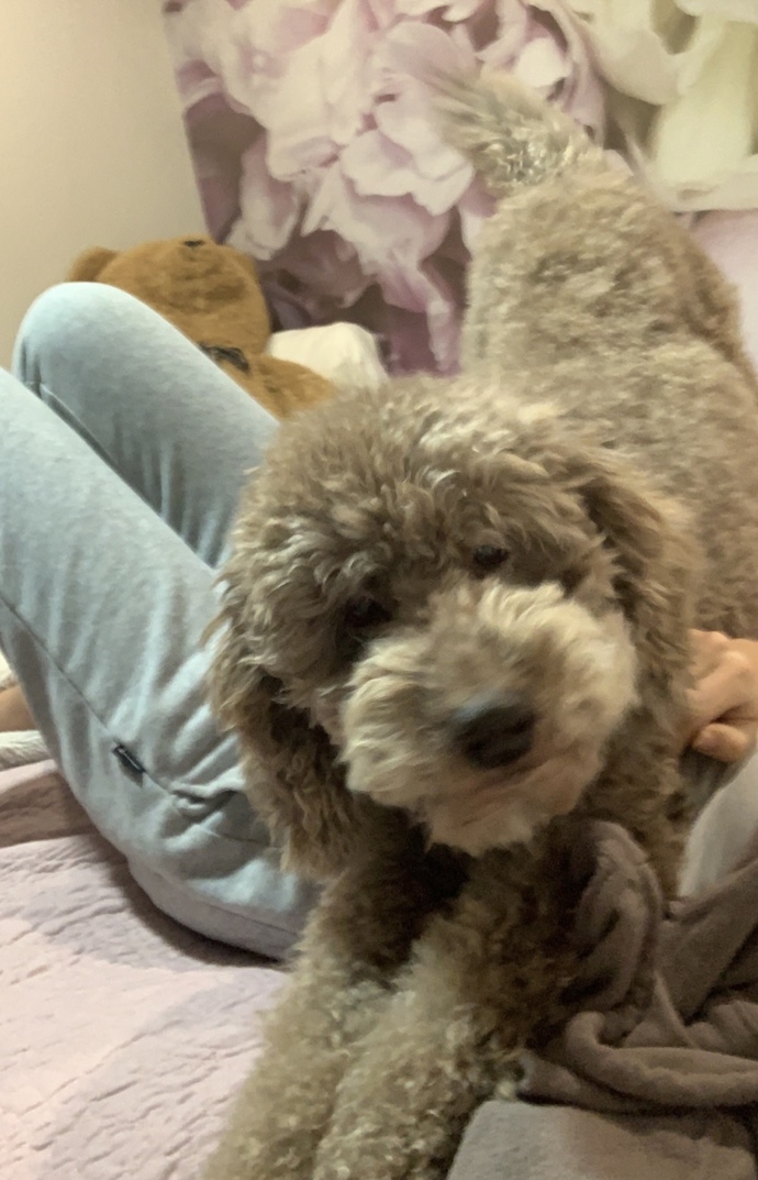 Labradoodle (Labrador x poodle) 