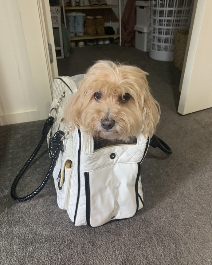 Moodle (Maltese x toy poodle) 