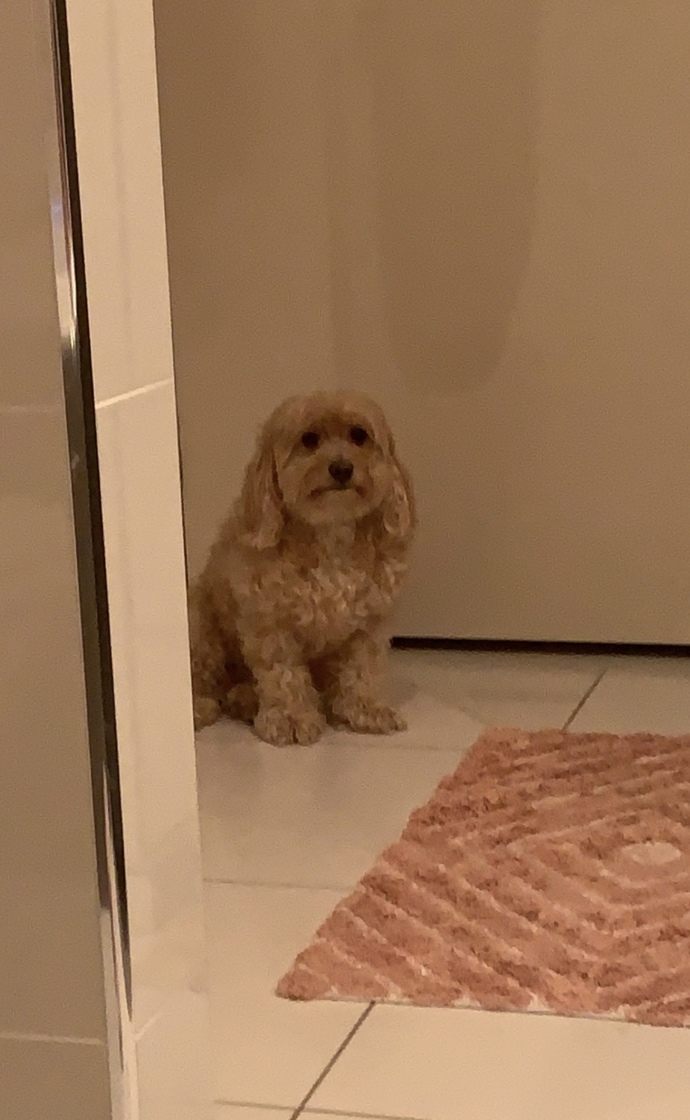 Moodle (Maltese x toy poodle) 