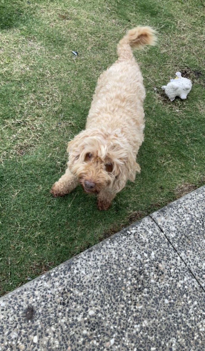 Y'all like my new little guy milo the cockapoo? - GirlsAskGuys