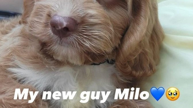 Y'all like my new little guy milo the cockapoo?