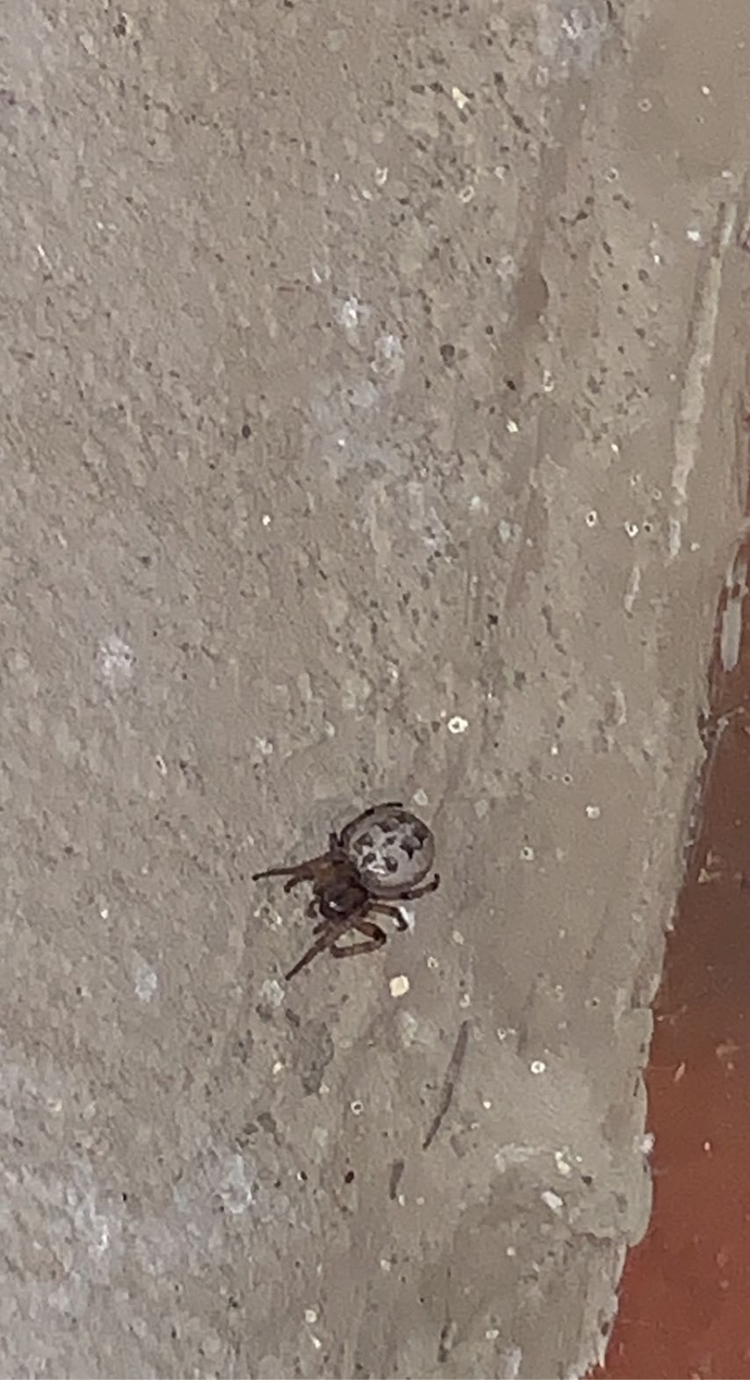 Anyone know what type of spider this is?