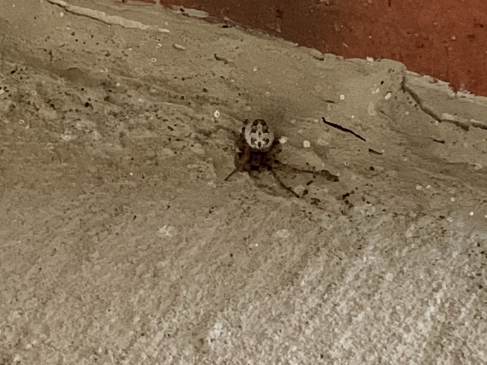 Anyone know what type of spider this is?