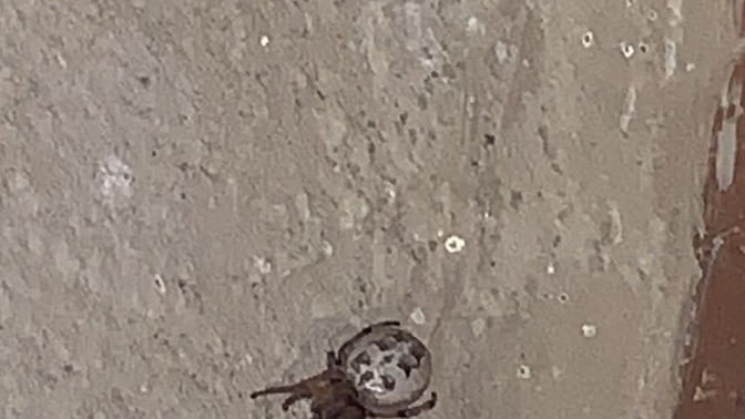 Anyone know what type of spider this is?