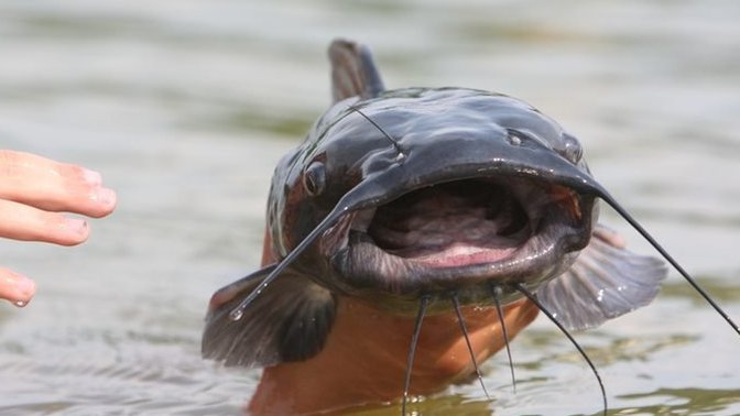 Have you been catfished?
