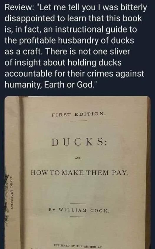 Are ducks the coolest of the birds?