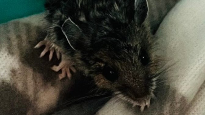How old do you think this mouse is?