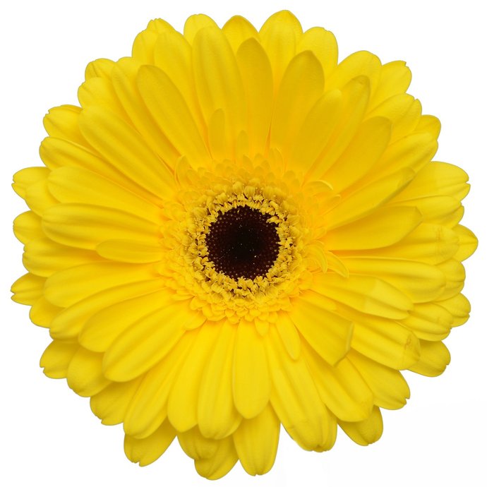 Does anybody know what these flowers are called?