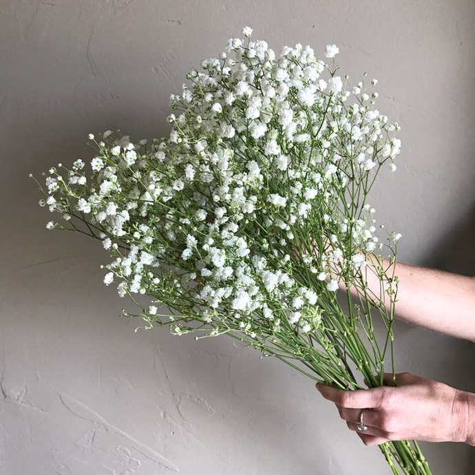 Does anybody know what these flowers are called?