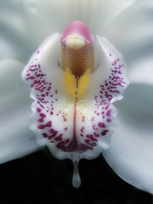 Does anybody know what these flowers are called?