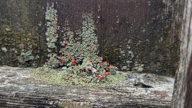 Why does wood grow mushrooms and green stuff that grows up?