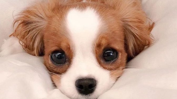 Do you hate puppies?