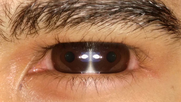 Which animal do you look like?