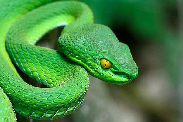 Do you like or hate snakes?