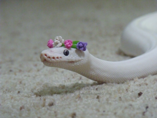 Do you like or hate snakes?