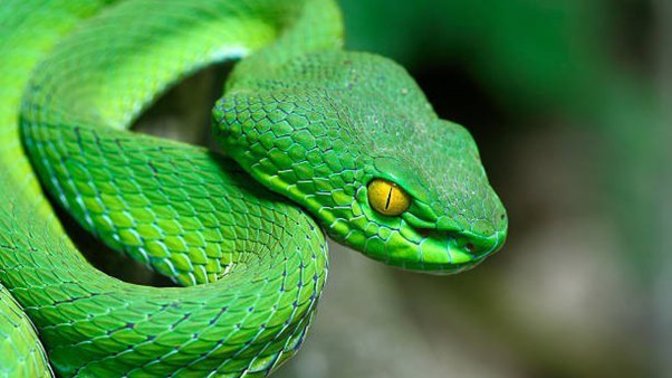Do you like or hate snakes?
