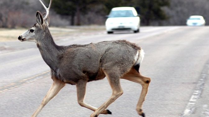Vegans , if an animal is killed by accident, like a deer getting hit, is it ok to eat it?