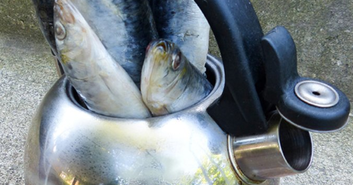 Did You Ever Hear The Saying This Is A Fine Kettle Of Fish? GirlsAskGuys