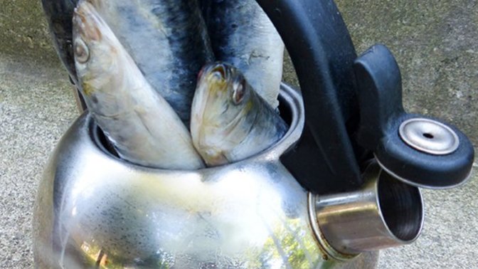 Did You Ever Hear The Saying This Is A Fine Kettle Of Fish?