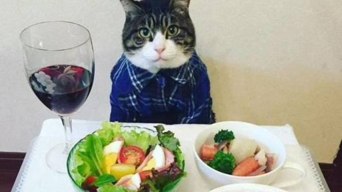 What did you eat for dinner yesterday?