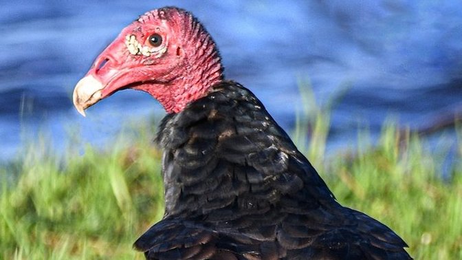 What is this bird?