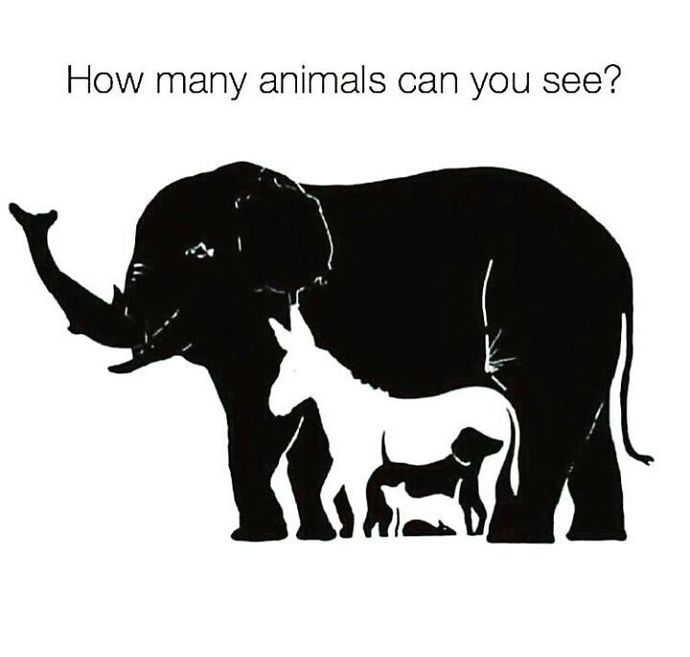 How much animals can you see?