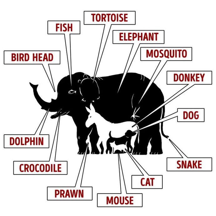 How much animals can you see?