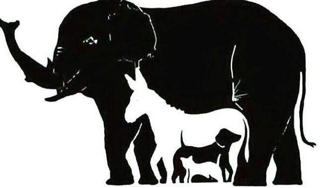 How much animals can you see?